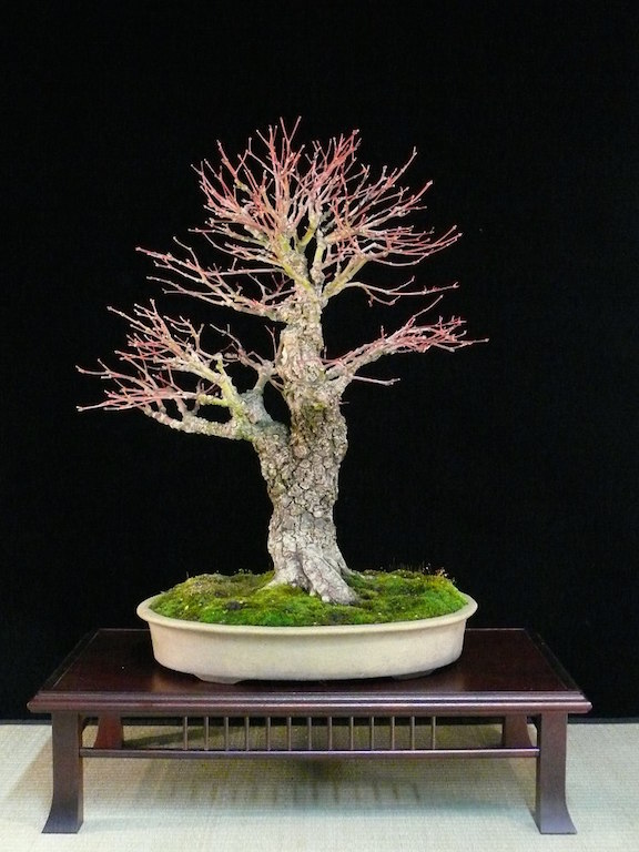 Maple Bonsai Tree