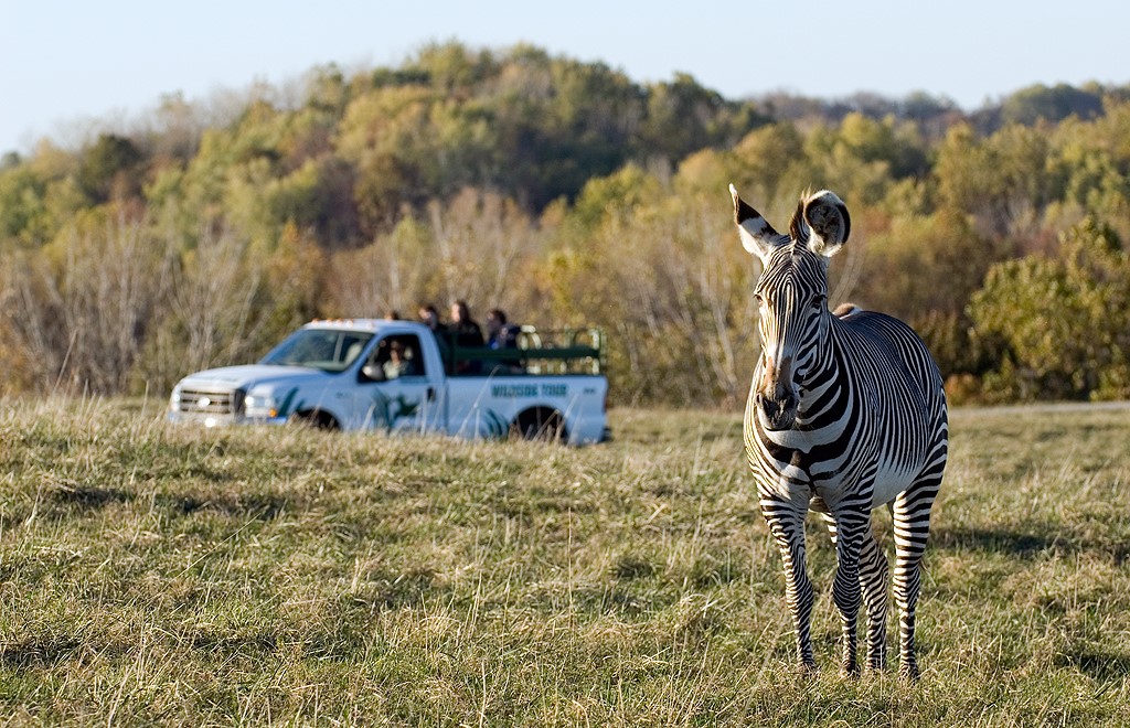 tiger tours